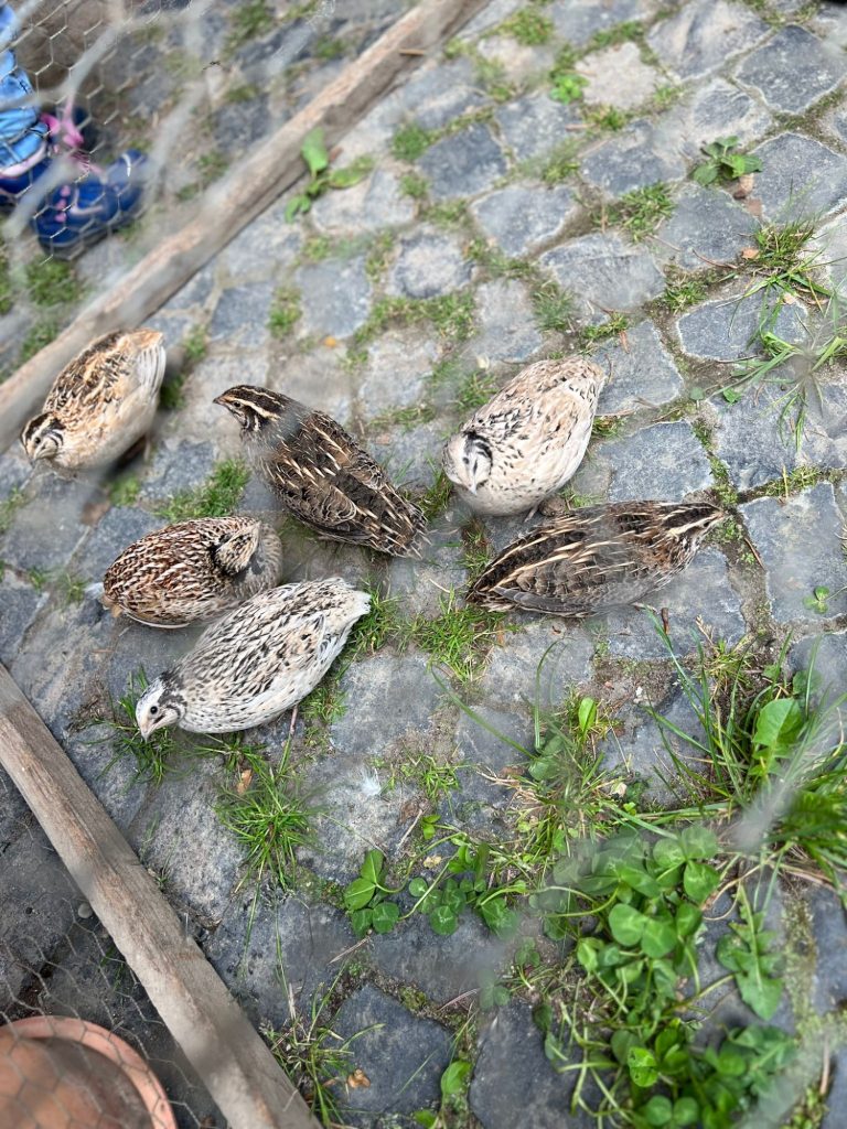 "Wir besuchen Wachteln und pflanzen im Garten"
