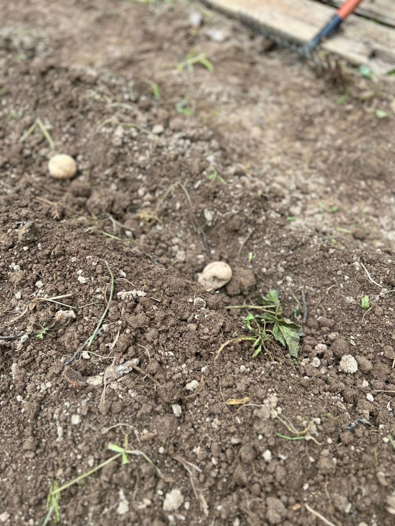 Im Garten wurden gemeinsam die Pfurchen gezogen und Kartoffeln gesetzt