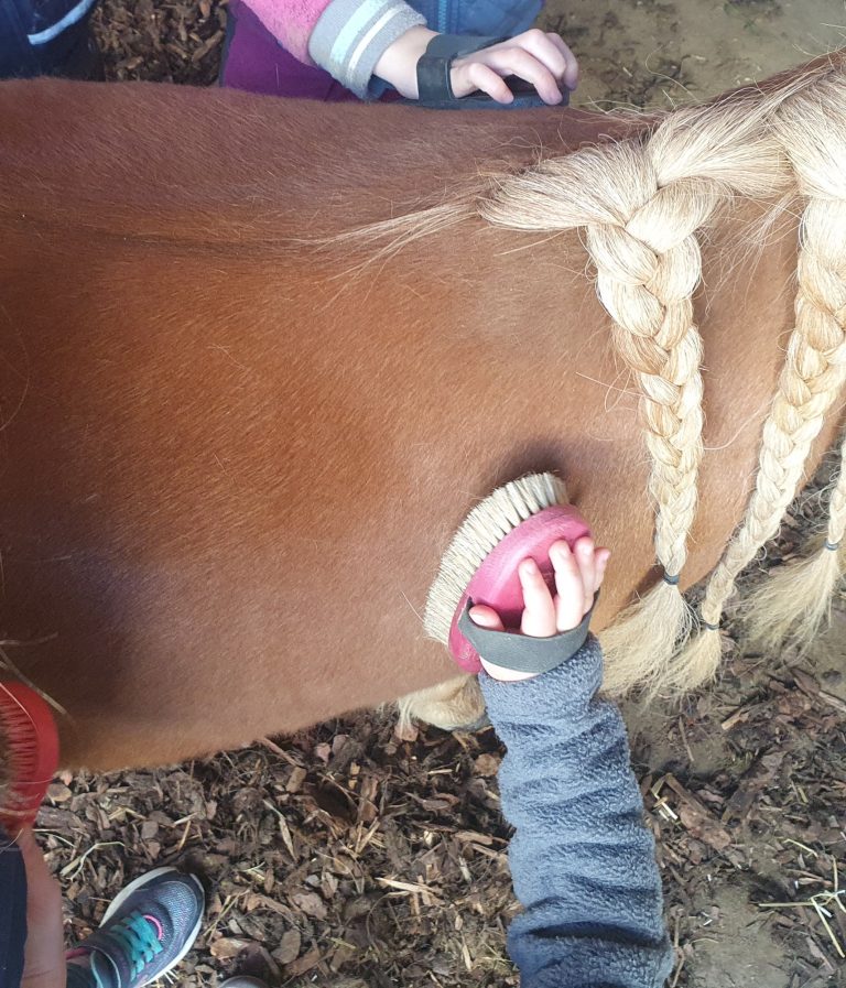 Abwechselnd durfte das Pony gebürstet und gestreichelt werden